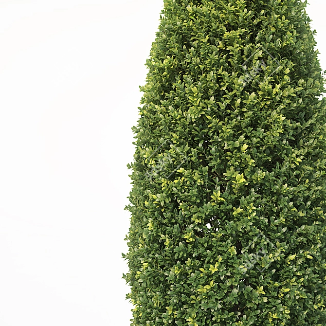 Versatile Buxus Tree for Stunning Landscapes 3D model image 2