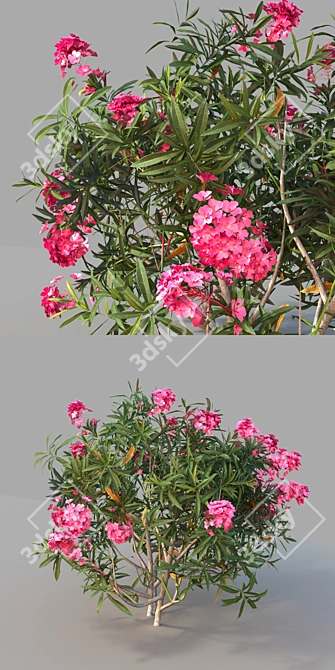 Mediterranean Oleander: Realistic Plant Model 3D model image 3