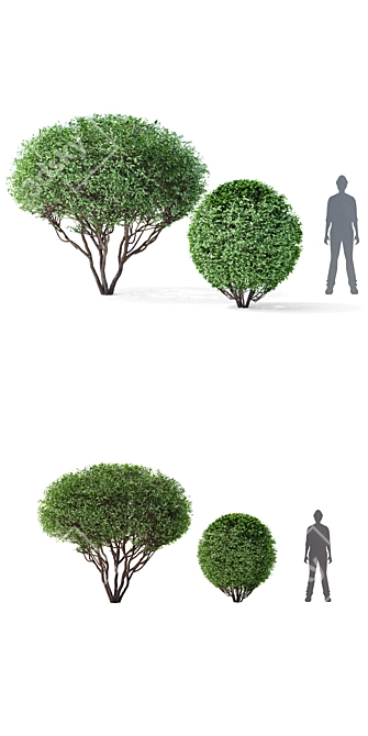 Salix Sphere | Willow Tree Sculpture 3D model image 3