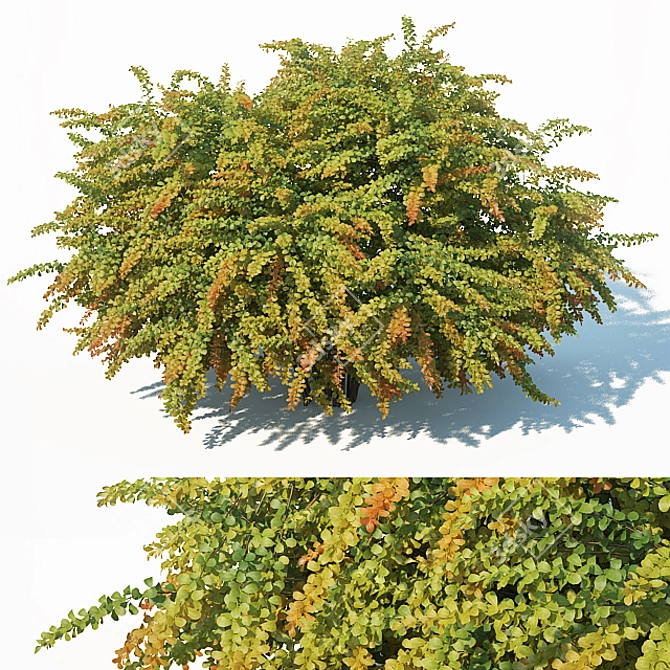 Green Carpet Berberis Thunbergii: Optimal Sizes & Stunning Precision 3D model image 1