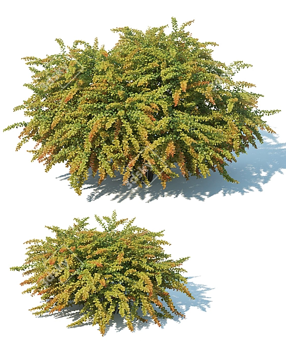 Green Carpet Berberis Thunbergii: Optimal Sizes & Stunning Precision 3D model image 2