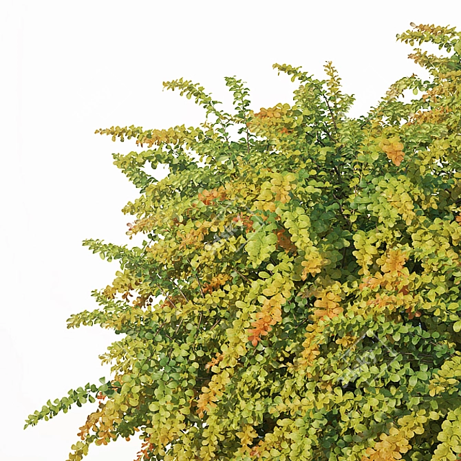 Green Carpet Berberis Thunbergii: Optimal Sizes & Stunning Precision 3D model image 3