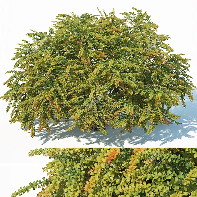 Green Carpet XL Berberis Thunbergii 3D model image 1