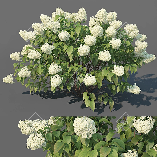 XL Limelight Hydrangea - Height: 150cm, Width: 260cm 3D model image 1