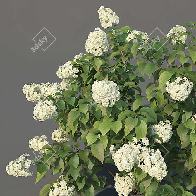 XL Limelight Hydrangea - Height: 150cm, Width: 260cm 3D model image 3