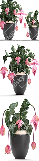 Exotic Medinilla: Collection of Magnificent Pink Flowers 3D model image 2