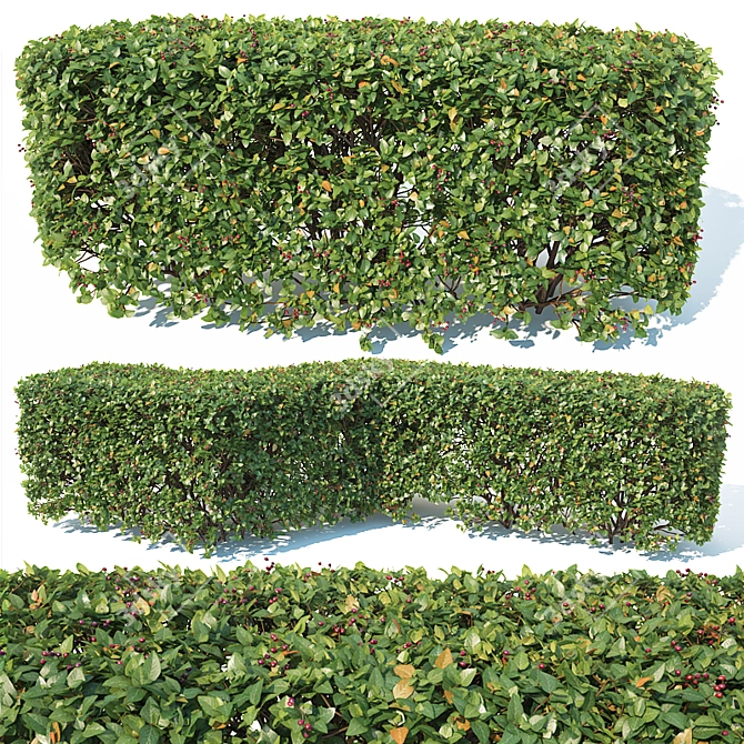 Customizable Cotoneaster Hedge: Square Shape 3D model image 3
