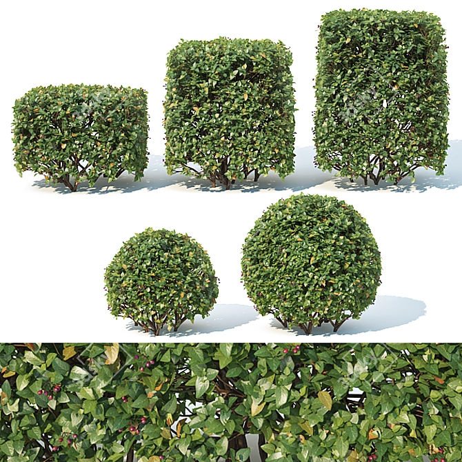 Optimized Cotoneaster Hedge: 5 Cube & Sphere Sets 3D model image 1