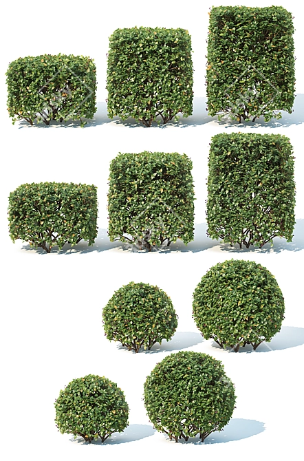 Optimized Cotoneaster Hedge: 5 Cube & Sphere Sets 3D model image 2