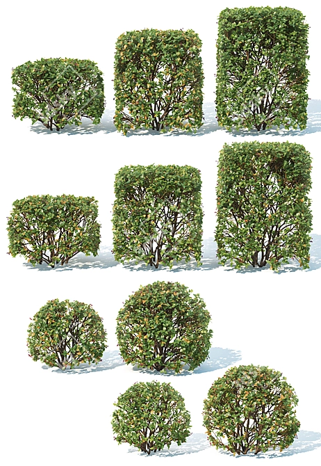 Optimized Cotoneaster lucidus Hedge 3D model image 2