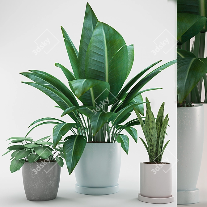  Colorful Indoor Plants Collection 3D model image 1