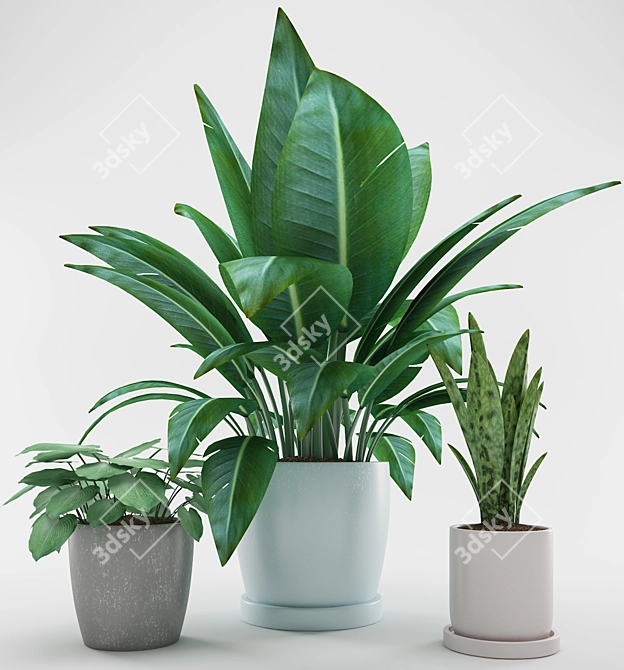  Colorful Indoor Plants Collection 3D model image 2