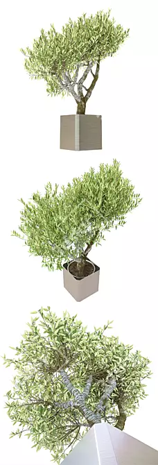 Exquisite Potted Greenery 3D model image 3