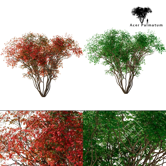 Japanese Maple Season 2: Exquisite Acer Palmatum Tree 3D model image 1