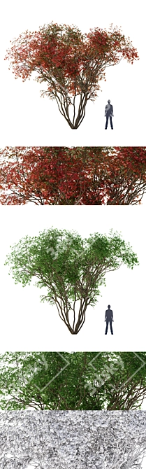 Japanese Maple Season 2: Exquisite Acer Palmatum Tree 3D model image 2