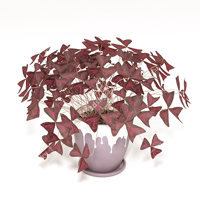 Oxalis Oxygen: 40x40x40 cm 3D model image 1