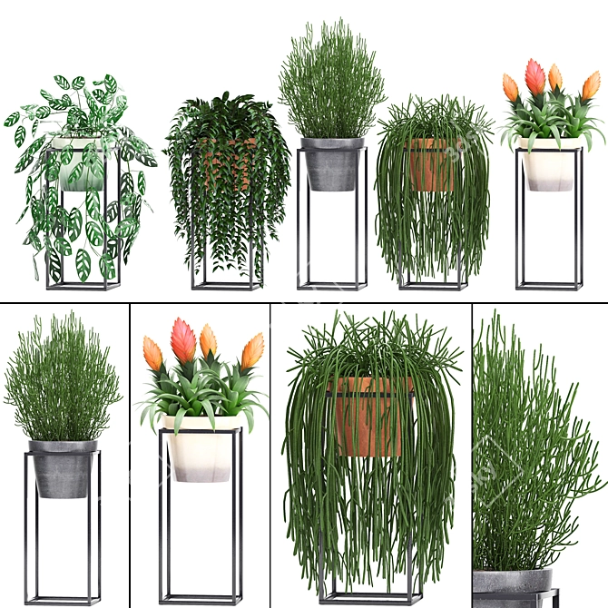 Exotic Plant Collection: Rhipsalis, Tradescantia, Monstera & Bromelia 3D model image 1