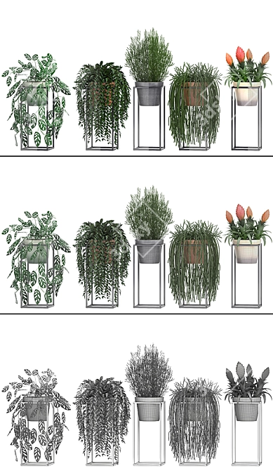 Exotic Plant Collection: Rhipsalis, Tradescantia, Monstera & Bromelia 3D model image 3