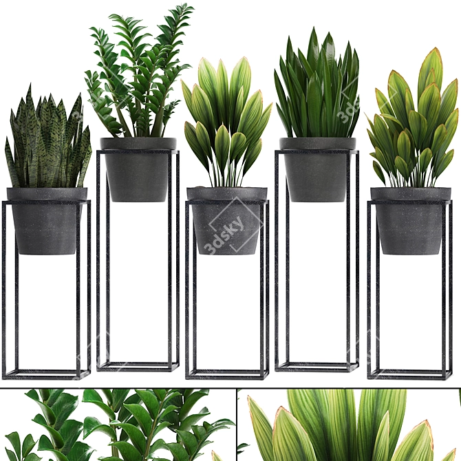 Exotic Plant Collection: Curculigo, Sansevieria, Zamioculcas 3D model image 1