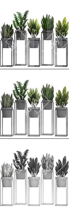 Exotic Plant Collection: Curculigo, Sansevieria, Zamioculcas 3D model image 3