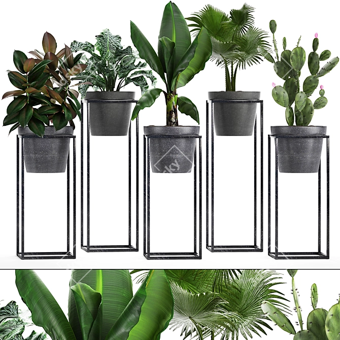 Exotic Plant Collection: Alocasia, Ficus, Palms & Cactus 3D model image 1