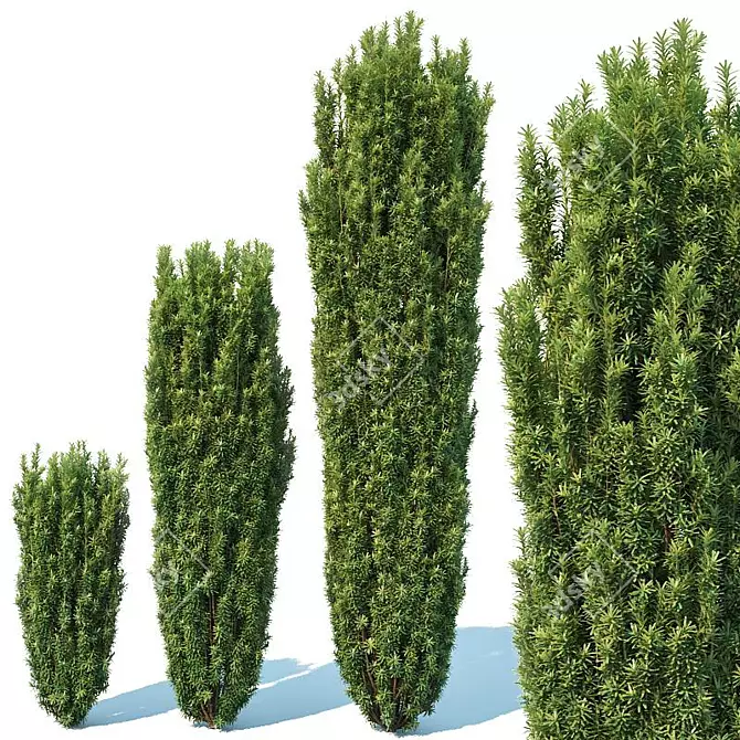 Fastigiata Robusta Taxus Baccata: Height-Optimized Evergreen 3D model image 1