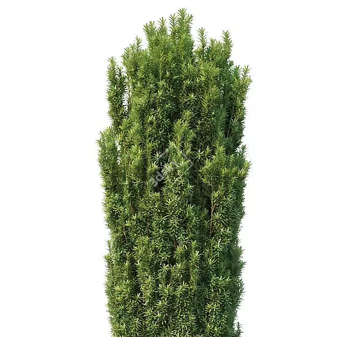 Fastigiata Robusta Taxus Baccata: Height-Optimized Evergreen 3D model image 2