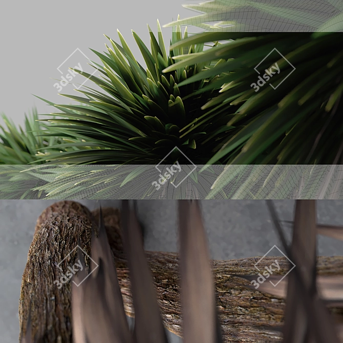 Tall and Distinctive 3D Cabbage Trees 3D model image 2