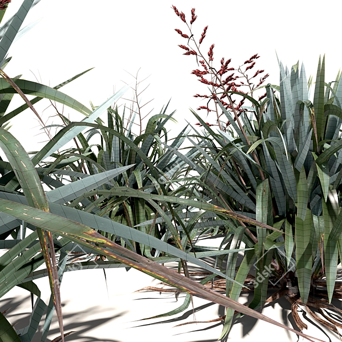 New Zealand Flax - Vibrant Variety 3D model image 2