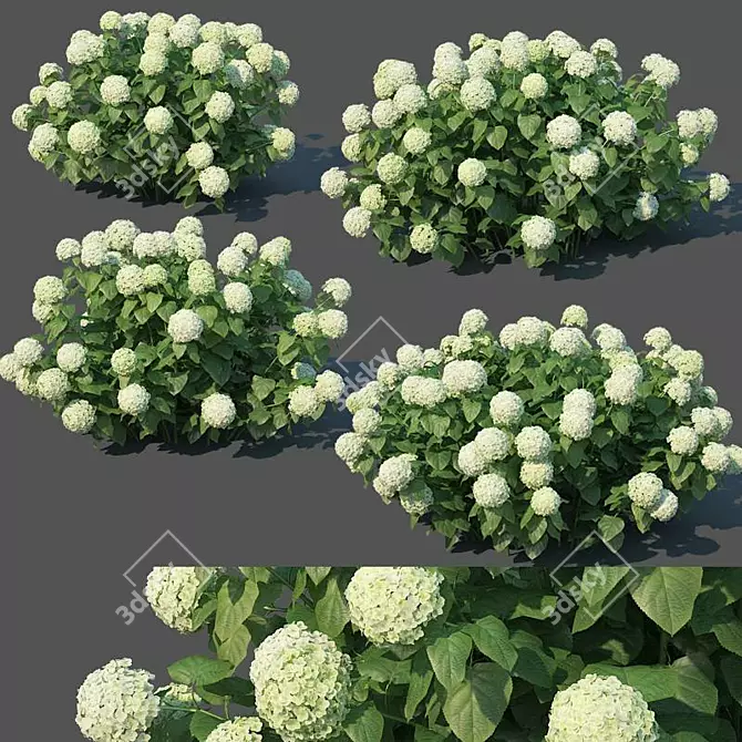 Versatile Hydrangea Annabelle: Perfect for Any View 3D model image 1