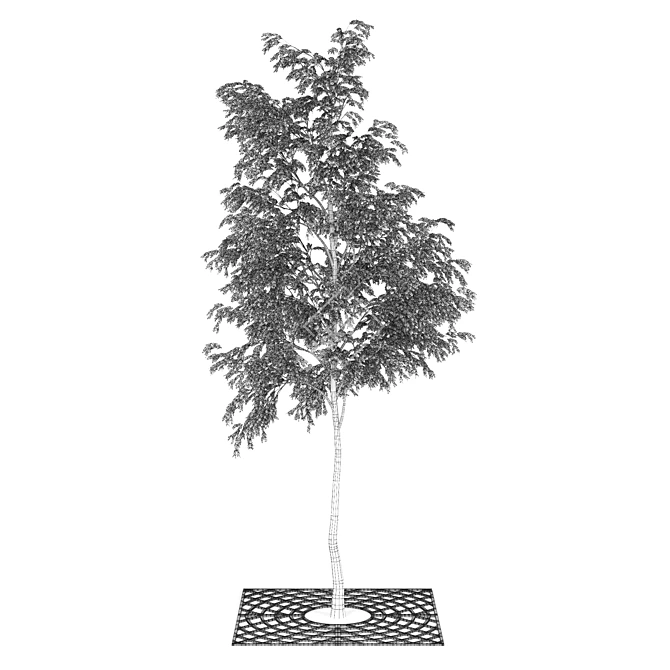 Urban Arboreal 3D Model 3D model image 3