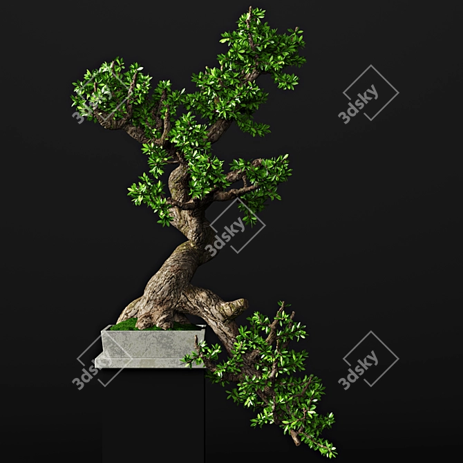 55cm Bonsai Tree: Realistic 3D Model 3D model image 1