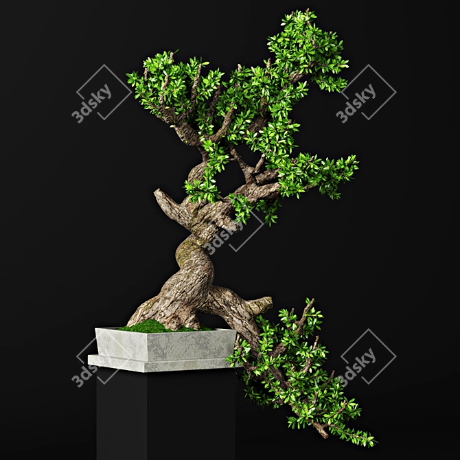 55cm Bonsai Tree: Realistic 3D Model 3D model image 2