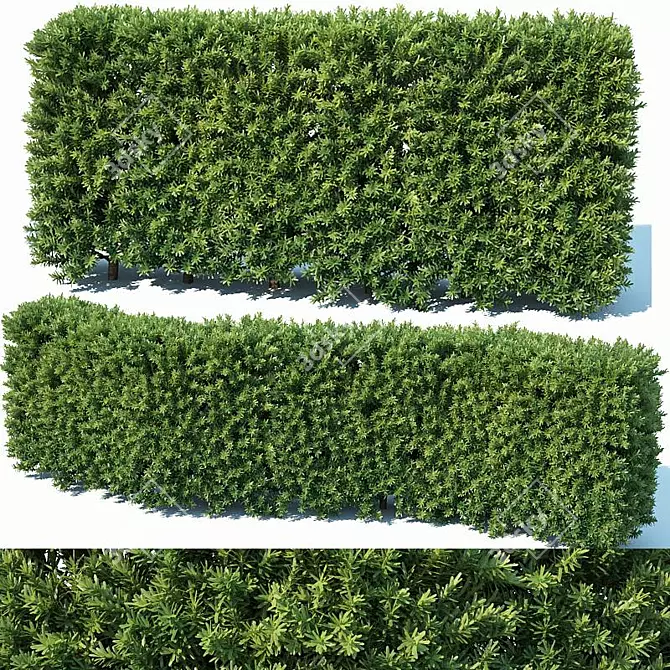 Premium Modular Hedge: Taxus Baccata 3D model image 1