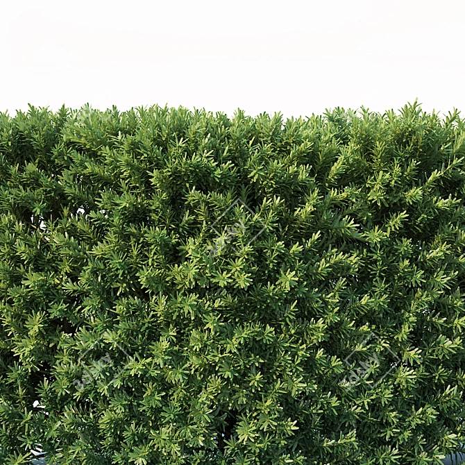 Premium Modular Hedge: Taxus Baccata 3D model image 2