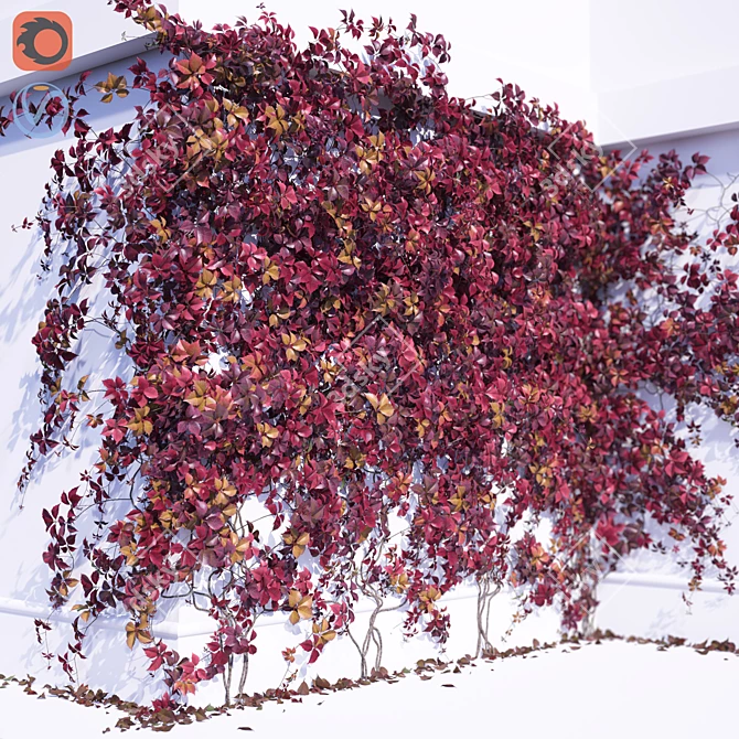 Parthenocissus Grape Climbing Plant 3D model image 1