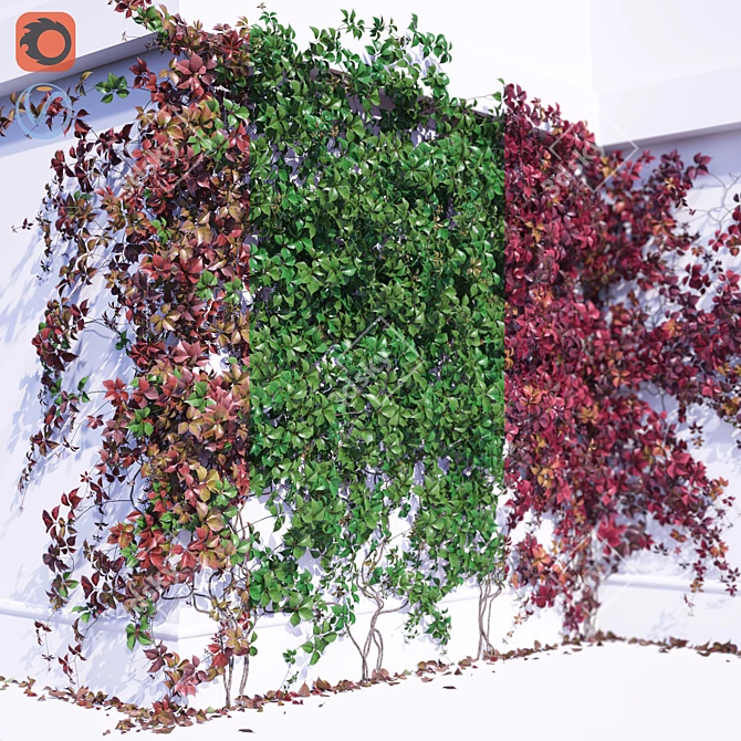 Parthenocissus Grape Climbing Plant 3D model image 2