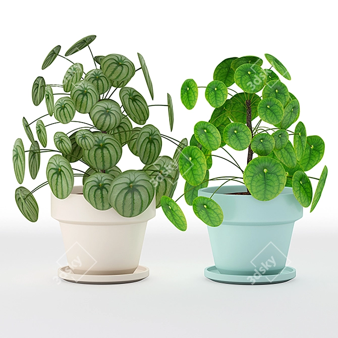 Pilea Perperomioides: Modern Minimalist Plant 3D model image 1