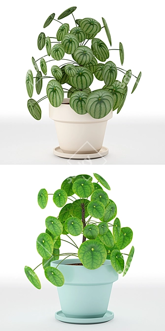 Pilea Perperomioides: Modern Minimalist Plant 3D model image 2