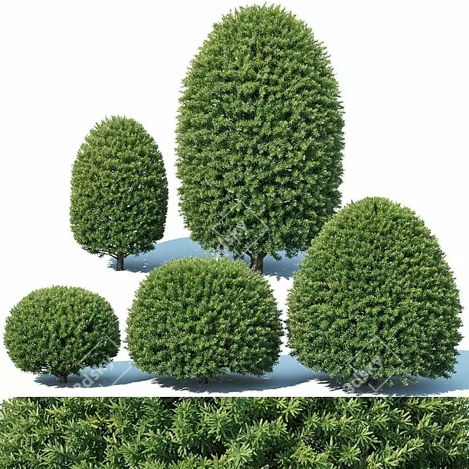 Precise Greenery: Taxus Topiary Set 3D model image 1