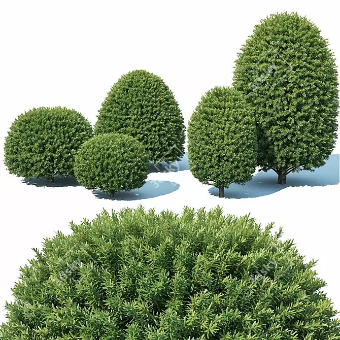 Precise Greenery: Taxus Topiary Set 3D model image 2