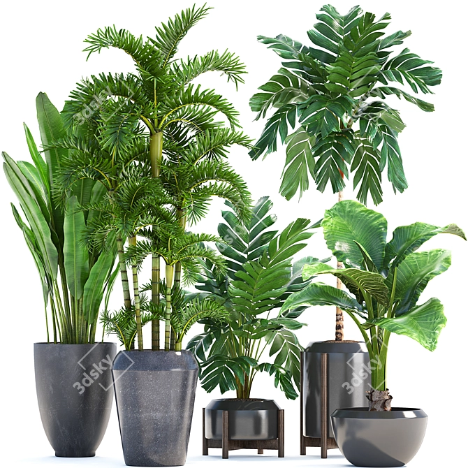 Tropical Plant Collection: Exotic Palms & Banana Palm 3D model image 1