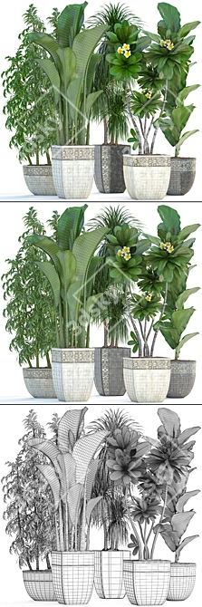 Exotic Plant Collection: Tropical Foliage, Frangipani, Ficus, and More 3D model image 3