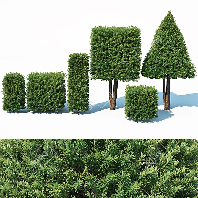 Lush Taxus Baccata Topiary Set 3D model image 2