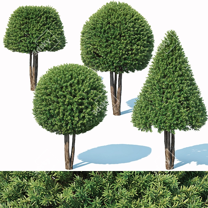 Premium Taxus Baccata Topiary Set 3D model image 1