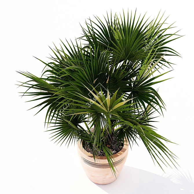 Amerian Palm: Acoelorrhaphe wrightii 3D model image 2