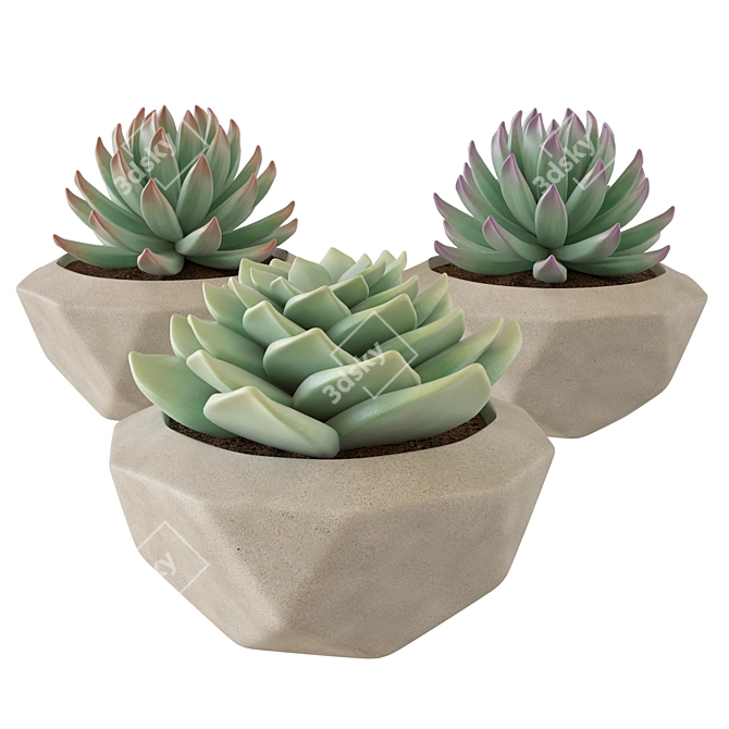 3D Succulent Plant Set 3D model image 1