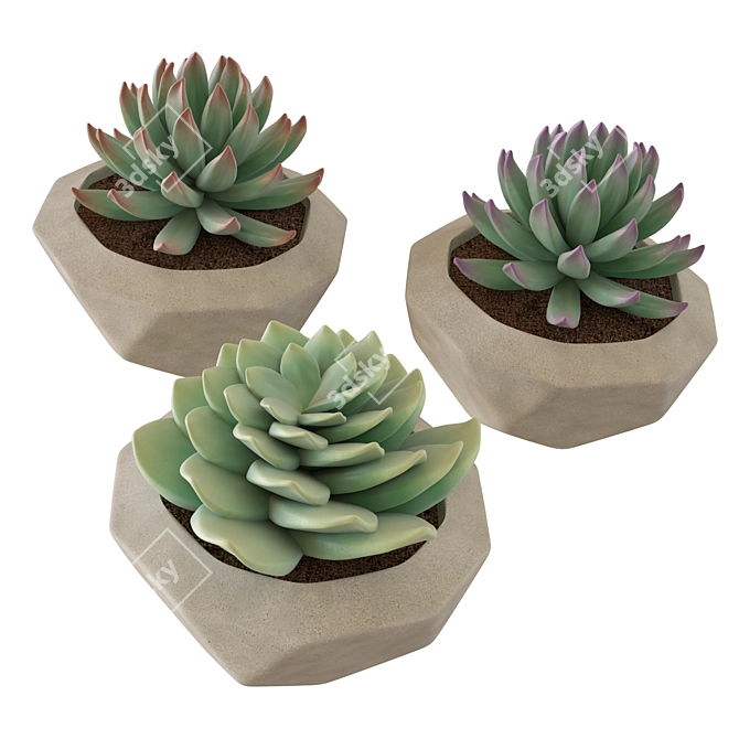 3D Succulent Plant Set 3D model image 2