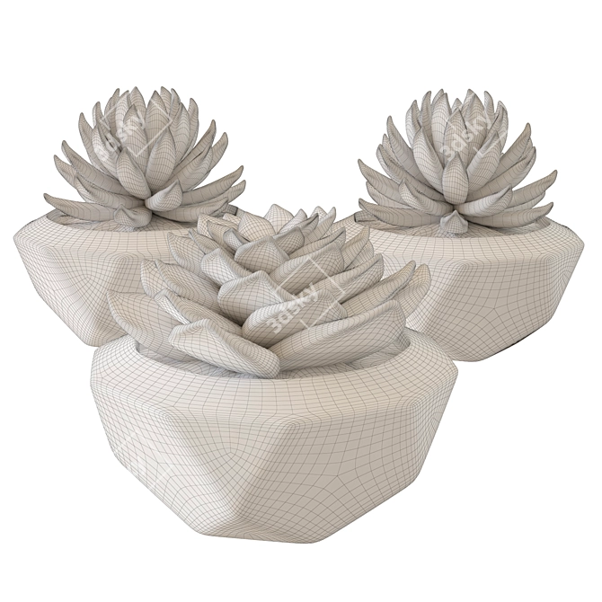 3D Succulent Plant Set 3D model image 3