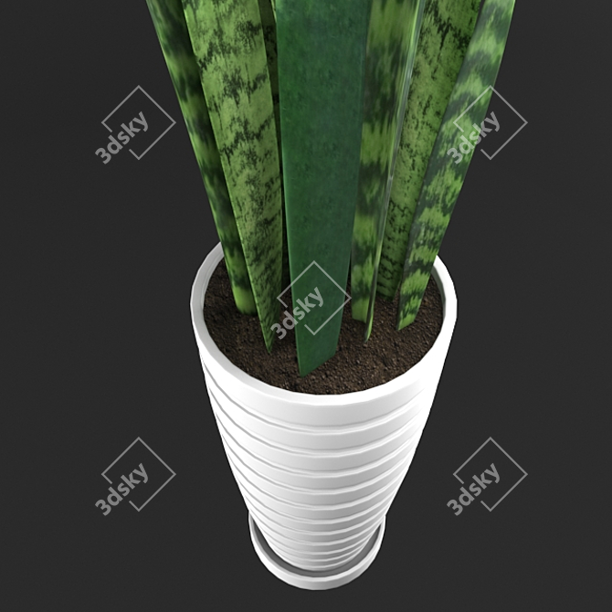 Lush Sansevieria Plant: FBX & OBJ Files 3D model image 2